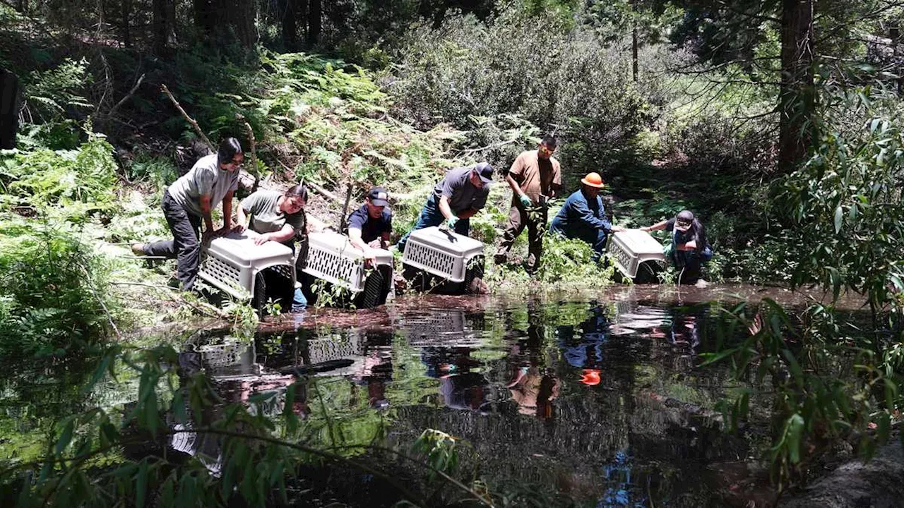 Beavers released into California river in effort to combat drought, restore native species