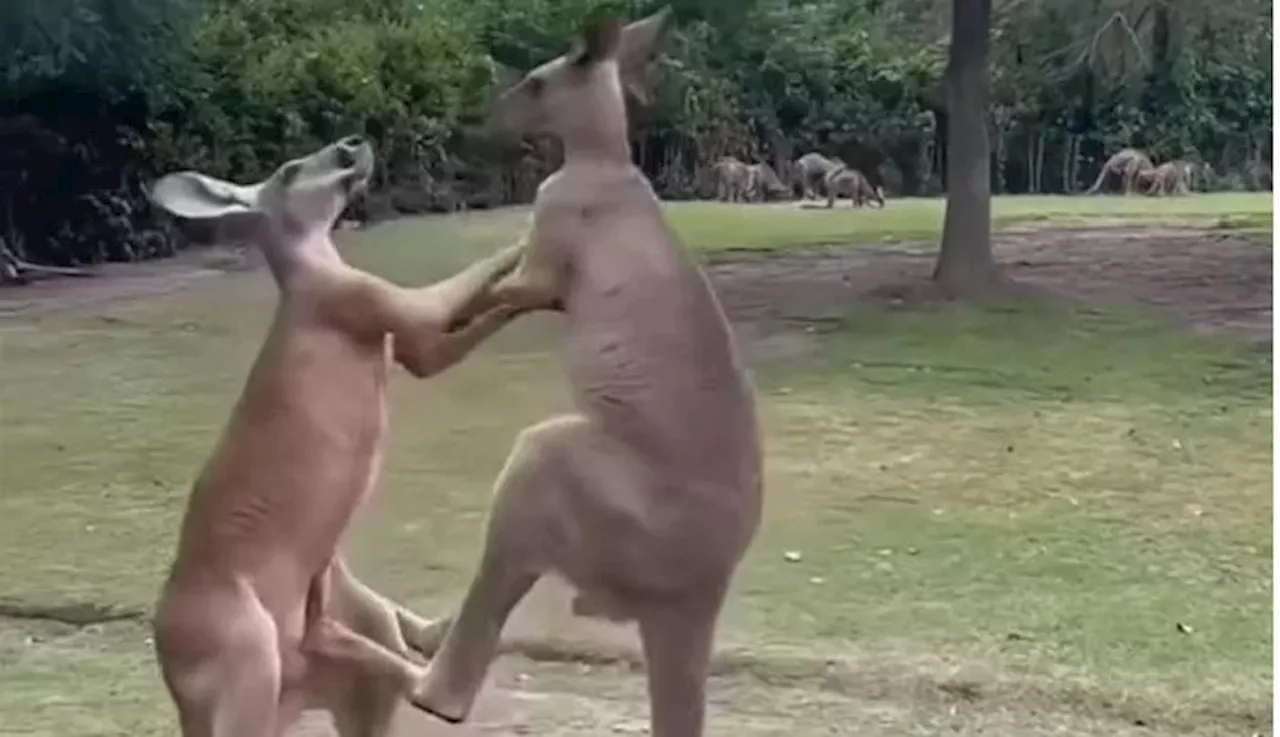 Kangaroos Fighting Video: మనుషుల్లా కొట్టుకుంటున్న కంగారూలు, వీడియో వైరల్