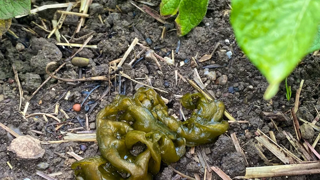 Nostoc-Bakterien sorgen für grüne Schleimhaufen im Garten