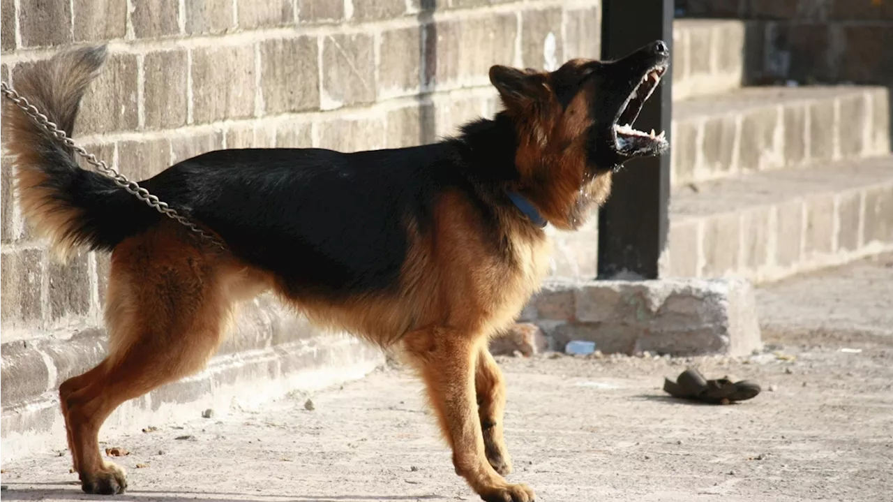 94 letter carriers bitten by dogs in Colorado last year