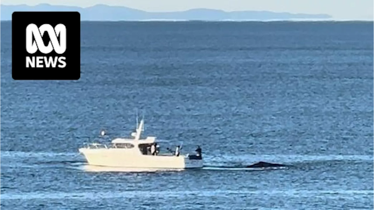 Whale freed after getting trapped in shark net off Kings Beach on Sunshine Coast