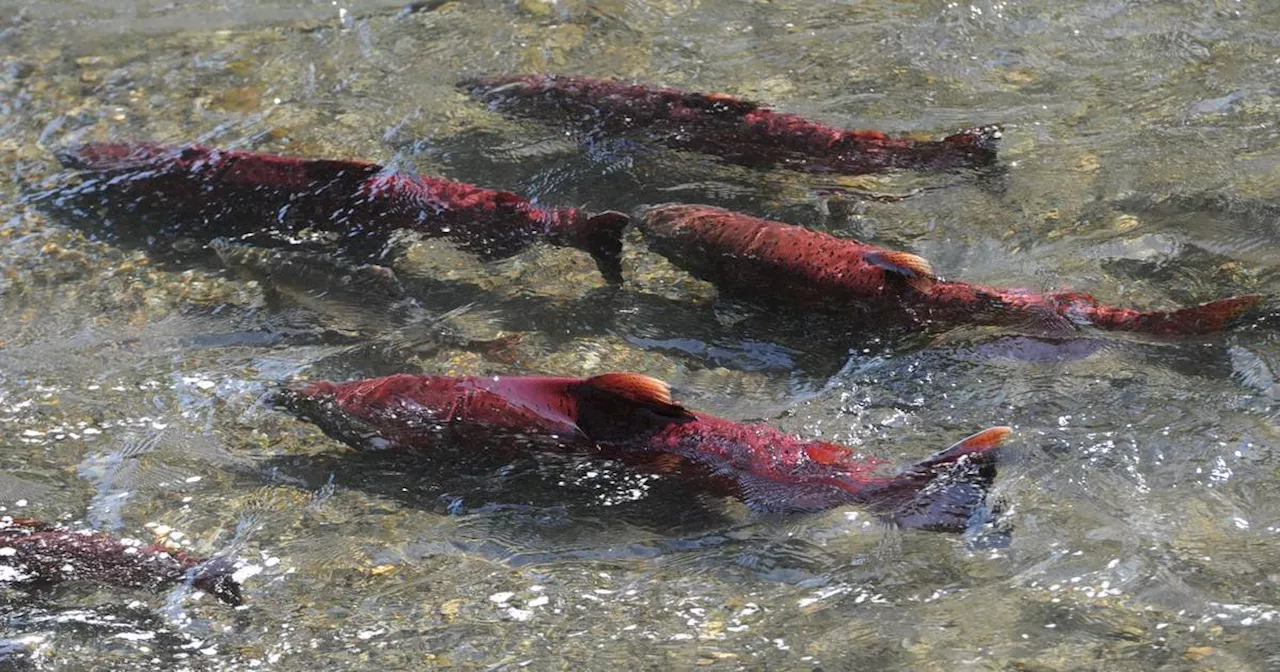 Alaska U.S. senators propose task force to gain better understanding of salmon declines