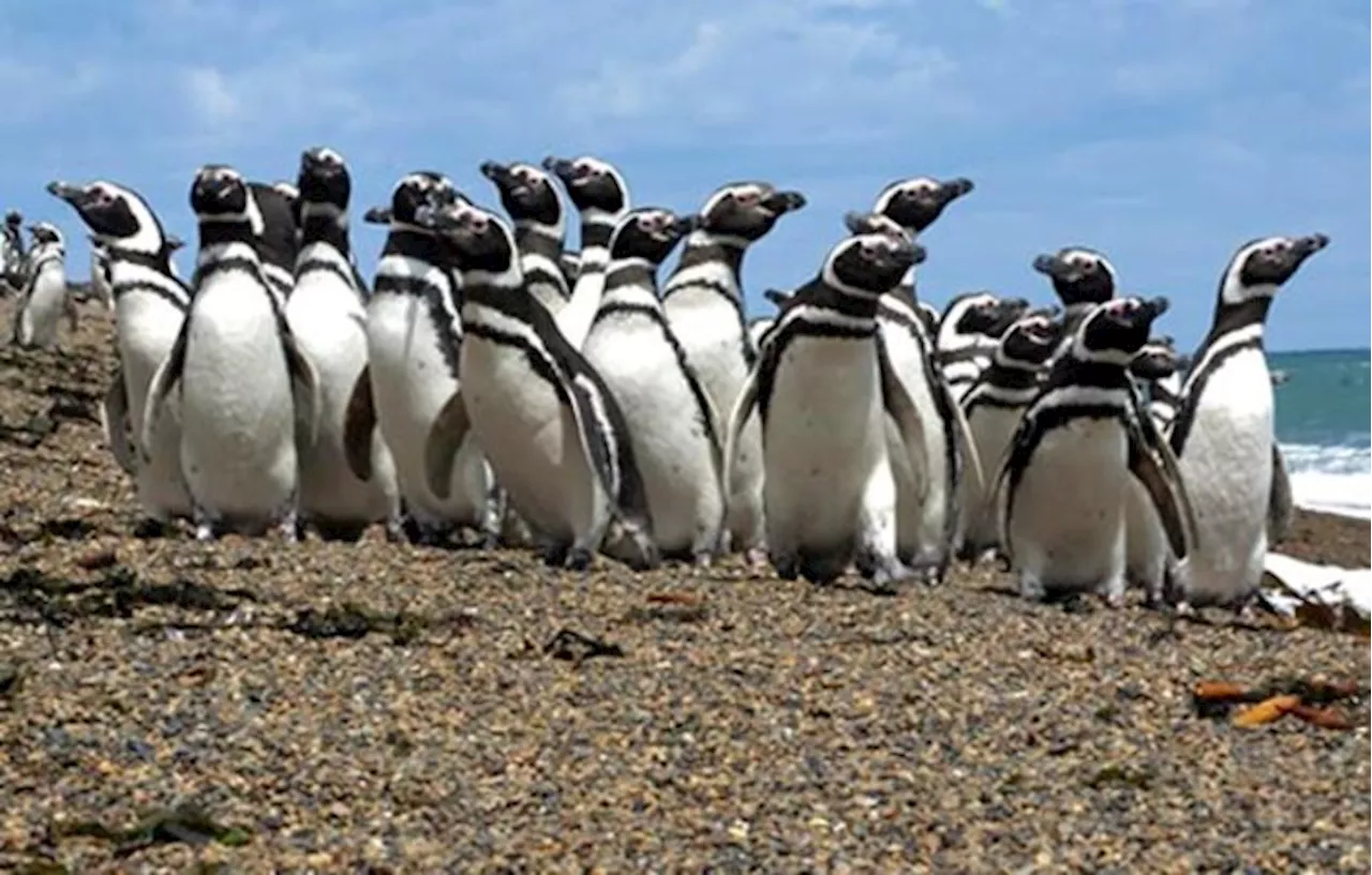 En Argentina, una causa por el ecocidio de pingüinos y sus crías