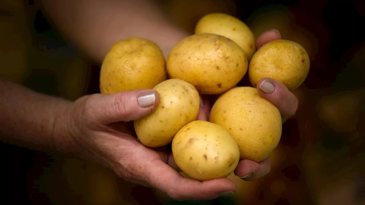 Abnehmen mit Kartoffeln: Kann man so schnell und gesund Gewicht verlieren?