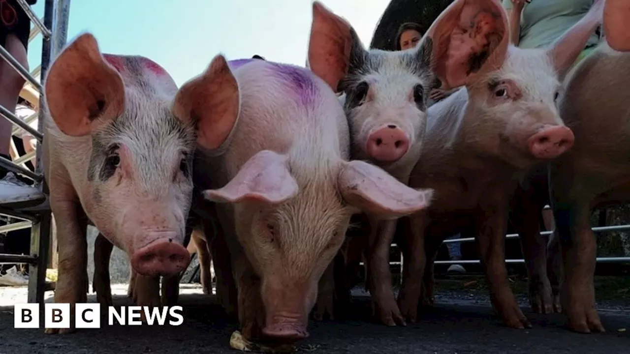 Bishopstone village pig racing event attracts hundreds of spectators