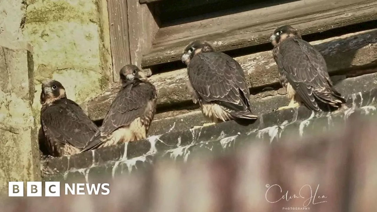 Four peregrine falcon chicks born at Lincoln Cathedral