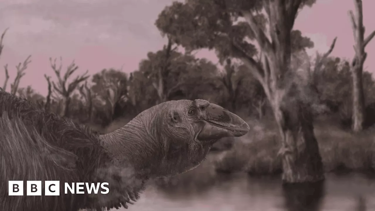 Skull of prehistoric 'giant goose' discovered in Australia