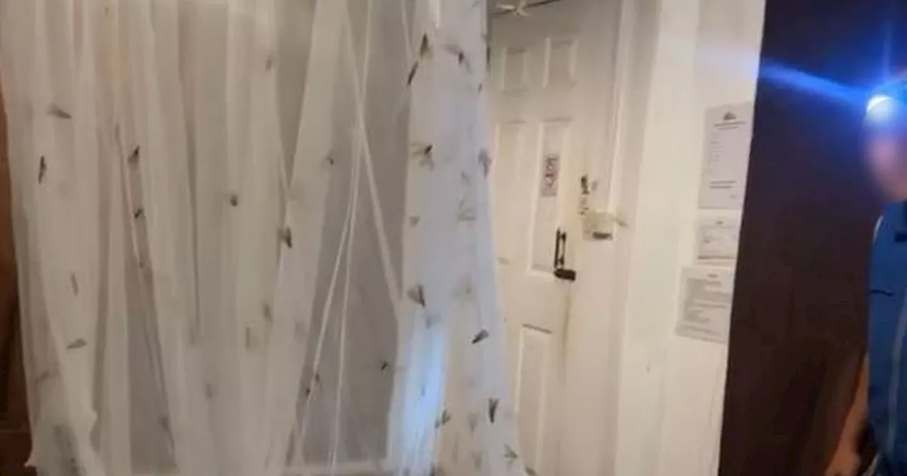 Hotel compared to Jumanji as '2000 moths and snake' invade room