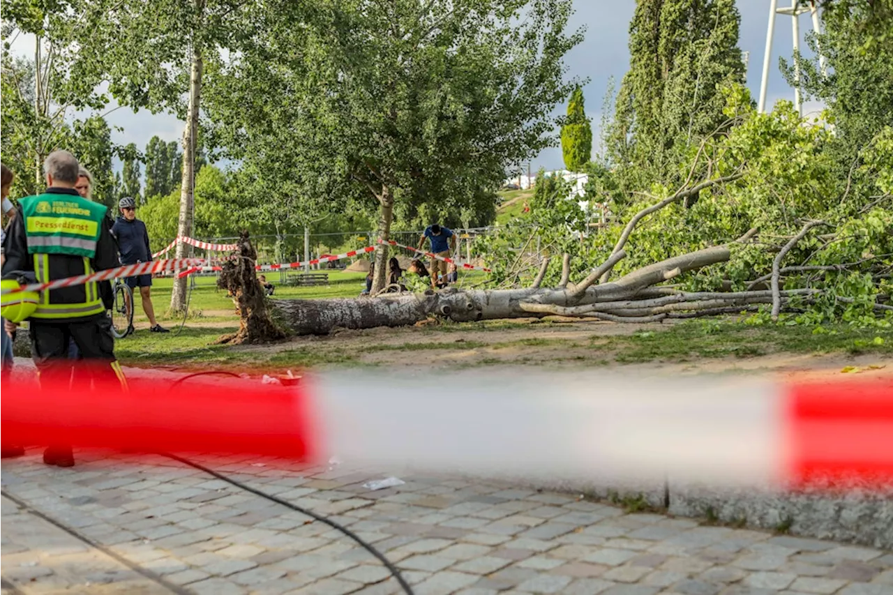 Baum fällt auf Menschengruppe im Mauerpark: Bezirksamt prüft Vorfall