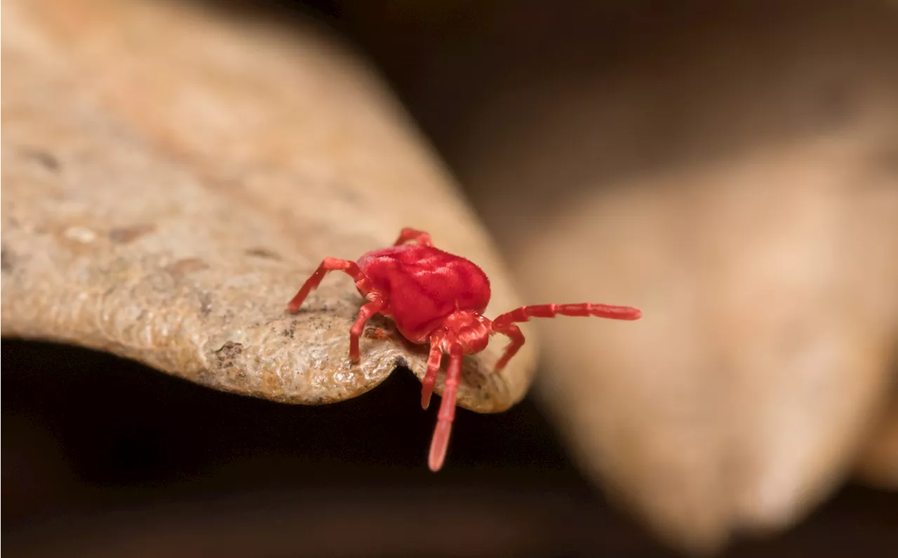 How to Get Rid of Clover Mites