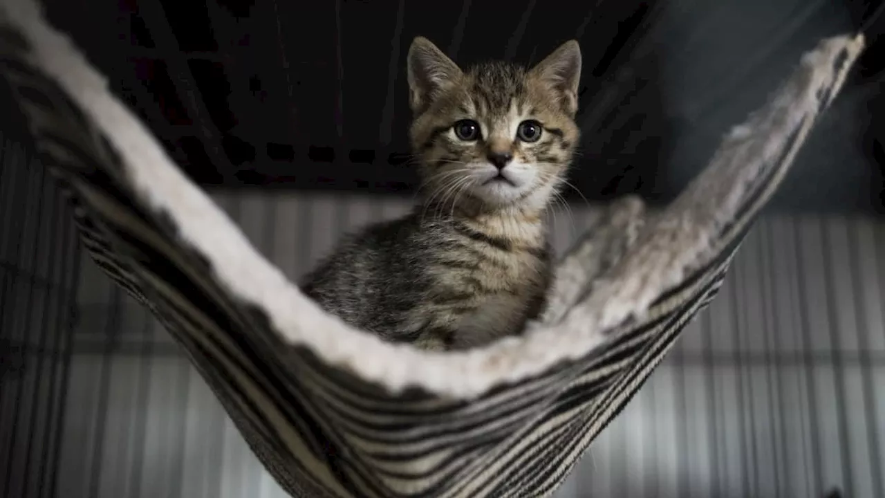 Gard: trois chatons morts après avoir été jetés sur le périphérique à Nîmes, une plainte déposée