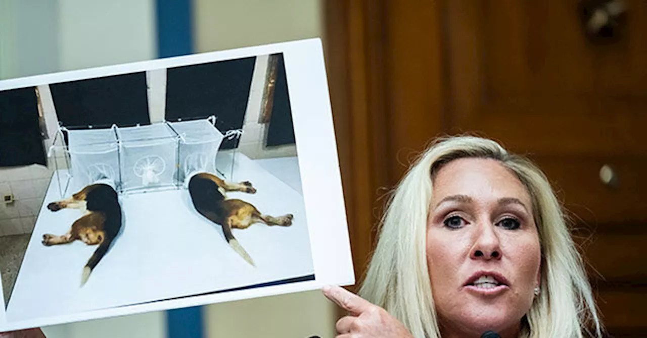 Marjorie Taylor Greene Rips Fauci for Dog Experiments, Masking Children: ‘Your Repulsive, Evil Science’