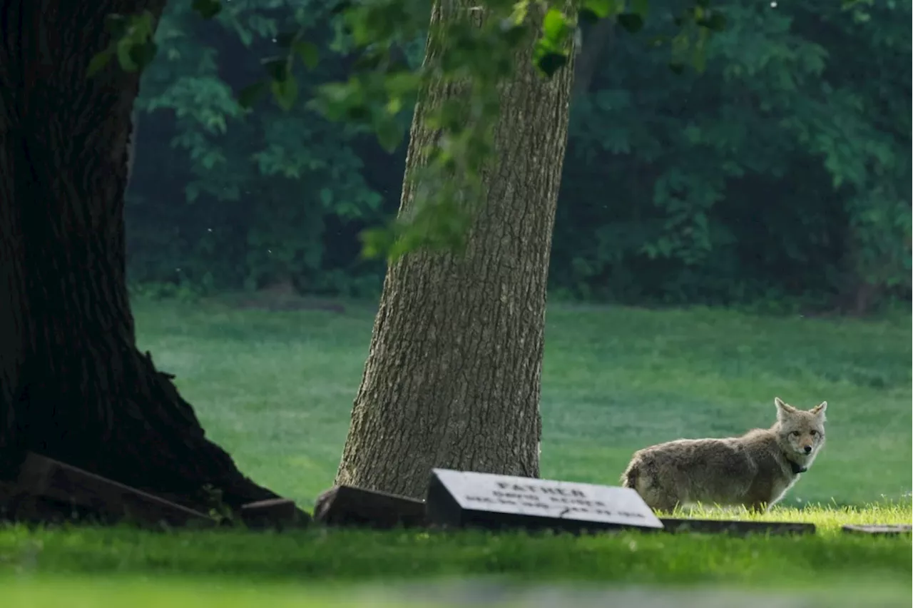 Neighborhoods see a larger disparity in wildlife in Chicago than other ...