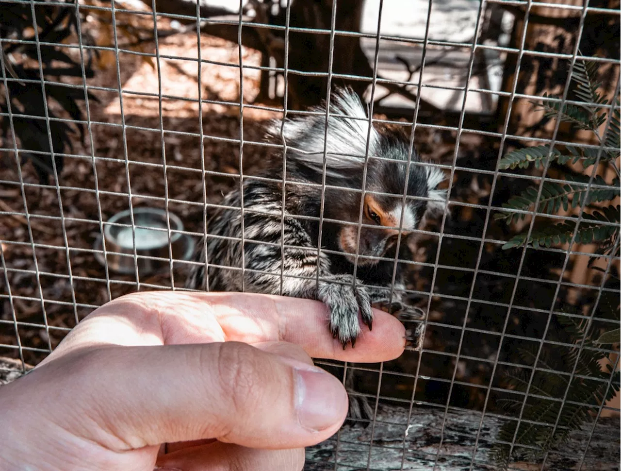 Ouistiti retrouvé dans une cage à oiseau en Vendée : que risquent les propriétaires ?