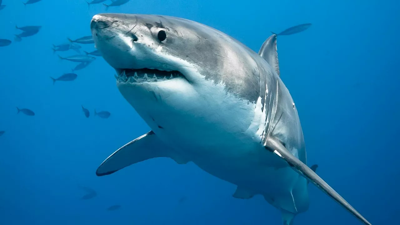 Understanding The Relationship Between Artificial Reefs And White Sharks