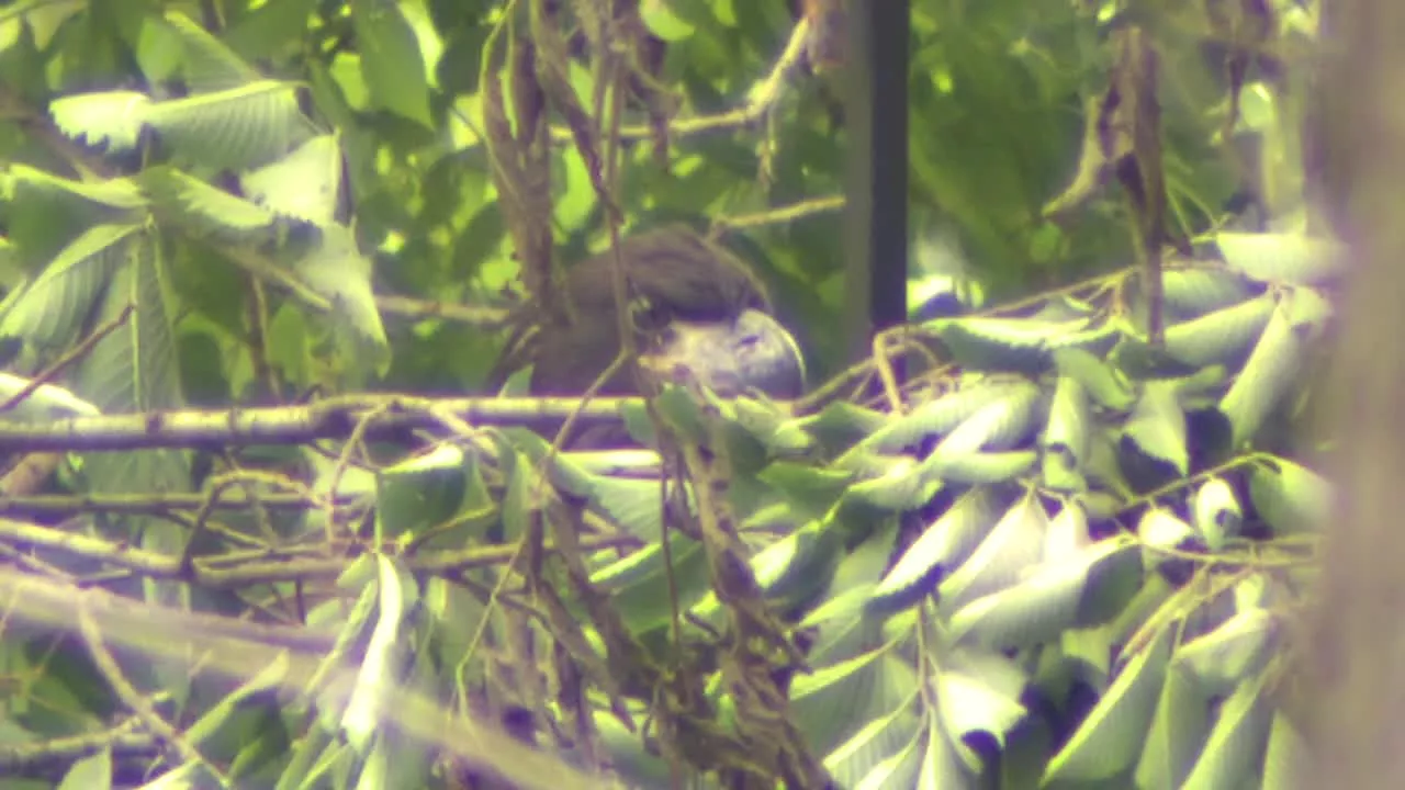 Bald eaglet returned to White Rock Lake