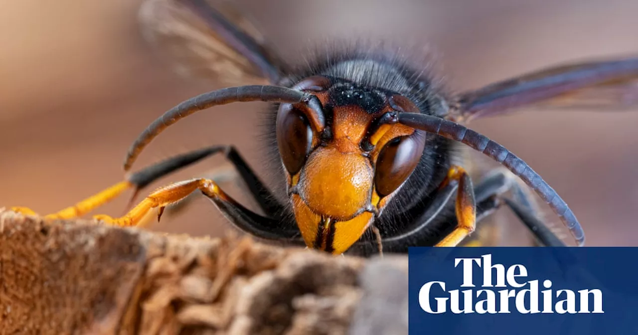 Asian hornets overwintered in UK for first time, DNA testing shows