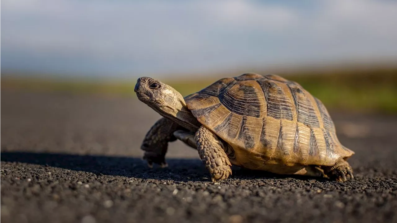 Diese Schildkröte überlebt das Unmögliche