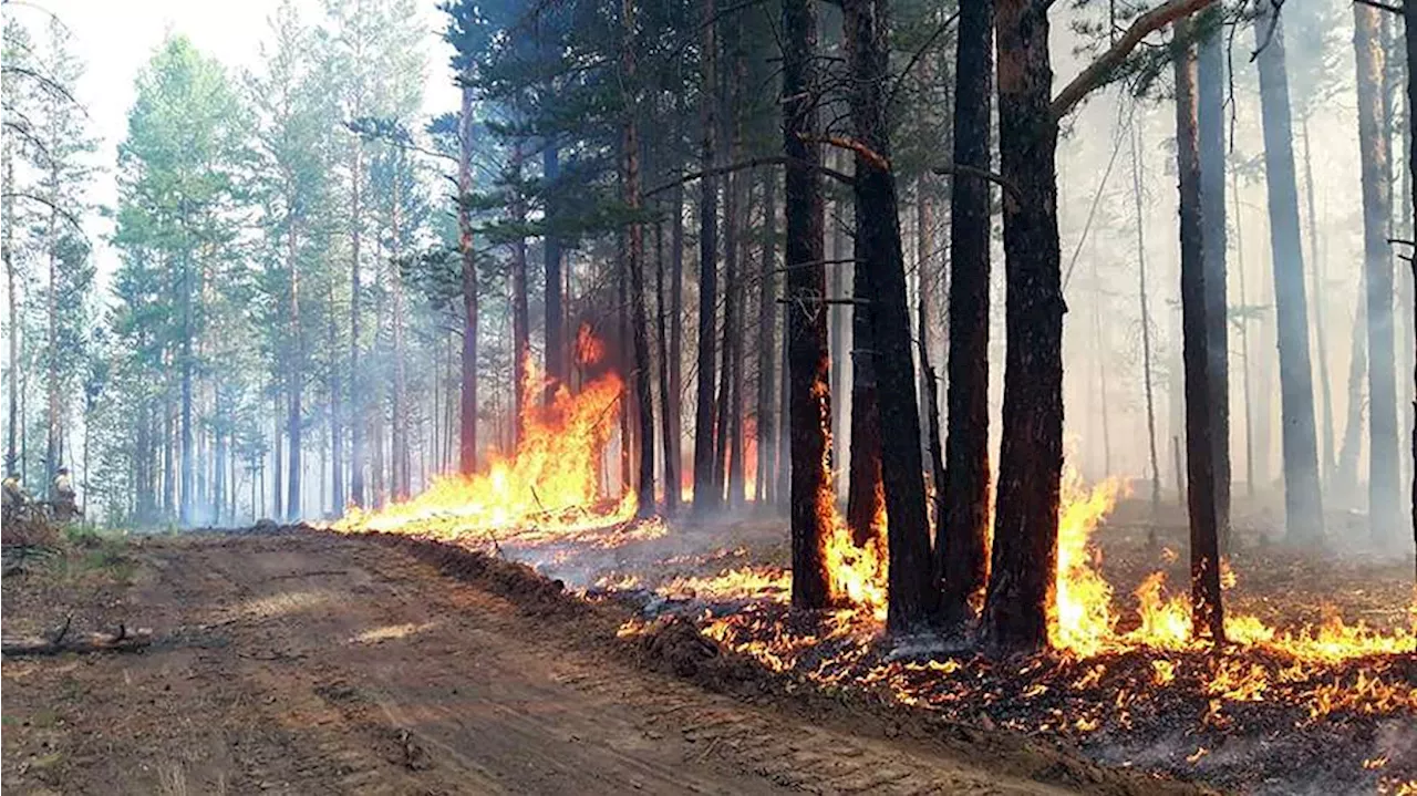 В Забайкалье и Бурятии введен уровень ЧС из-за лесных пожаров