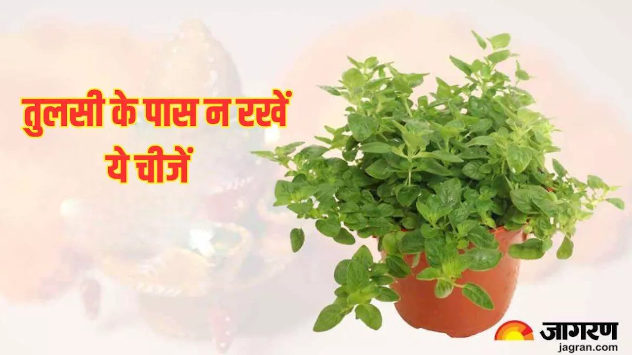 Tulsi Puja Niyam: तुलसी के पास भूलकर भी न रखें ये चीजें, वरना नाराज हो सकती हैं मां लक्ष्मी