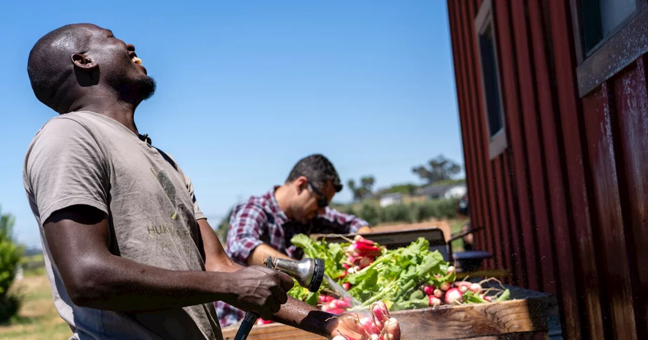 Local farmer’s produce helps fill San Diego food bank: the power of a juicy radish