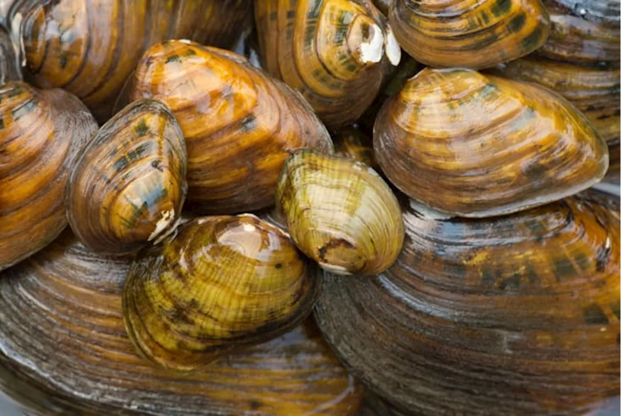 Six Texas freshwater mussels, the “livers of the rivers,” added to endangered species list