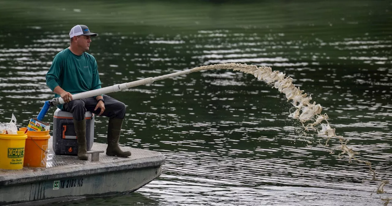 Austin is pouring clay into Lady Bird Lake to fight dangerous blue-green algae