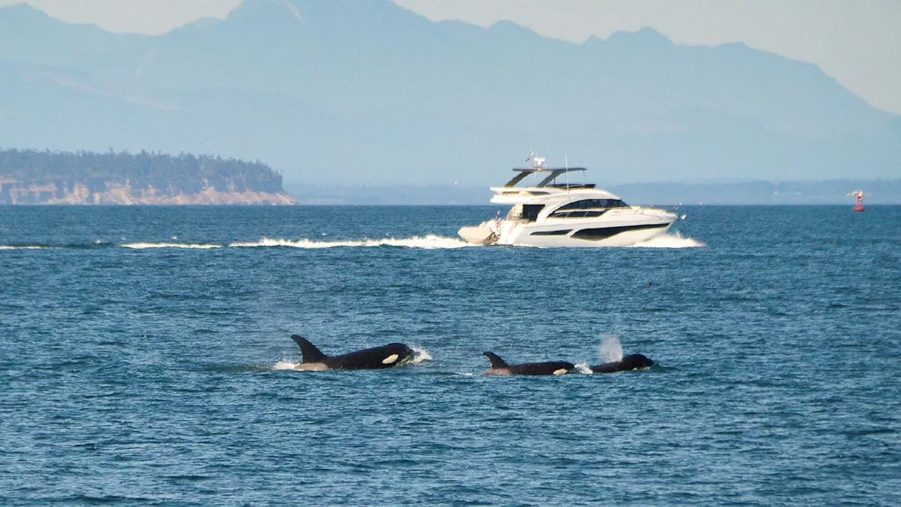 Orcas 'attacking' boats are actually just bored teenagers having fun, experts say