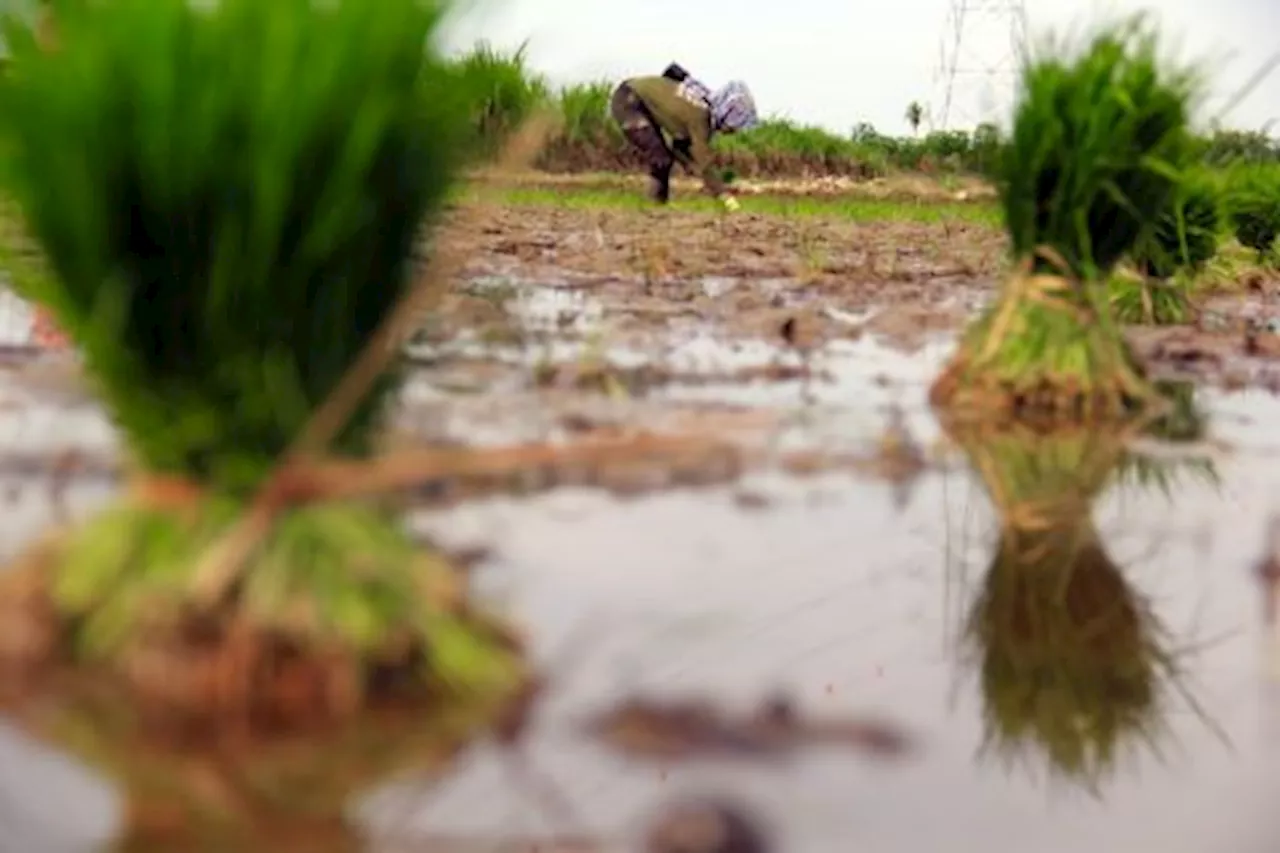 Optimalisasi Lahan Rawa Menjadi Sawah di Sumut