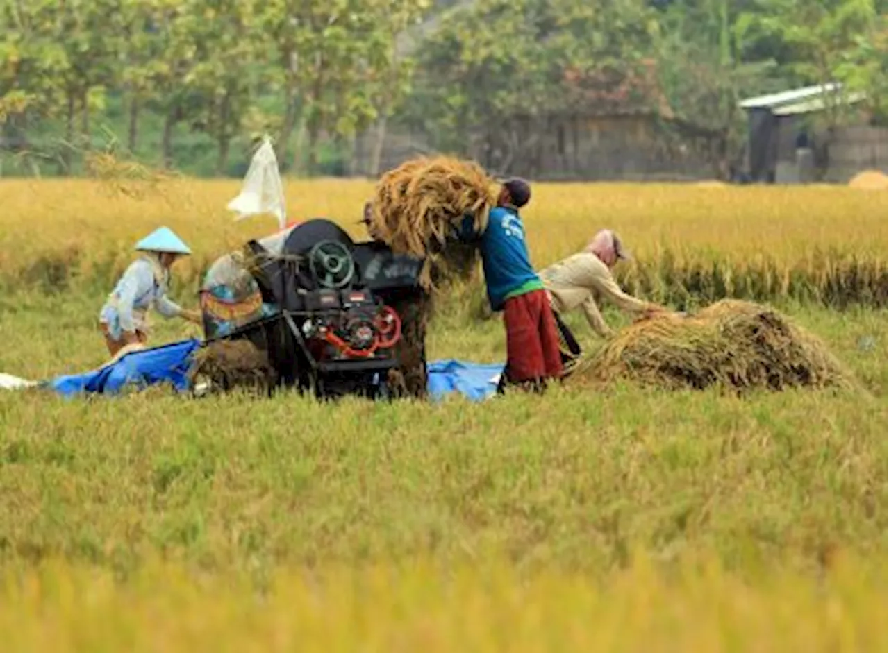 Puncak Panen, Harga Gabah di Indramayu Naik