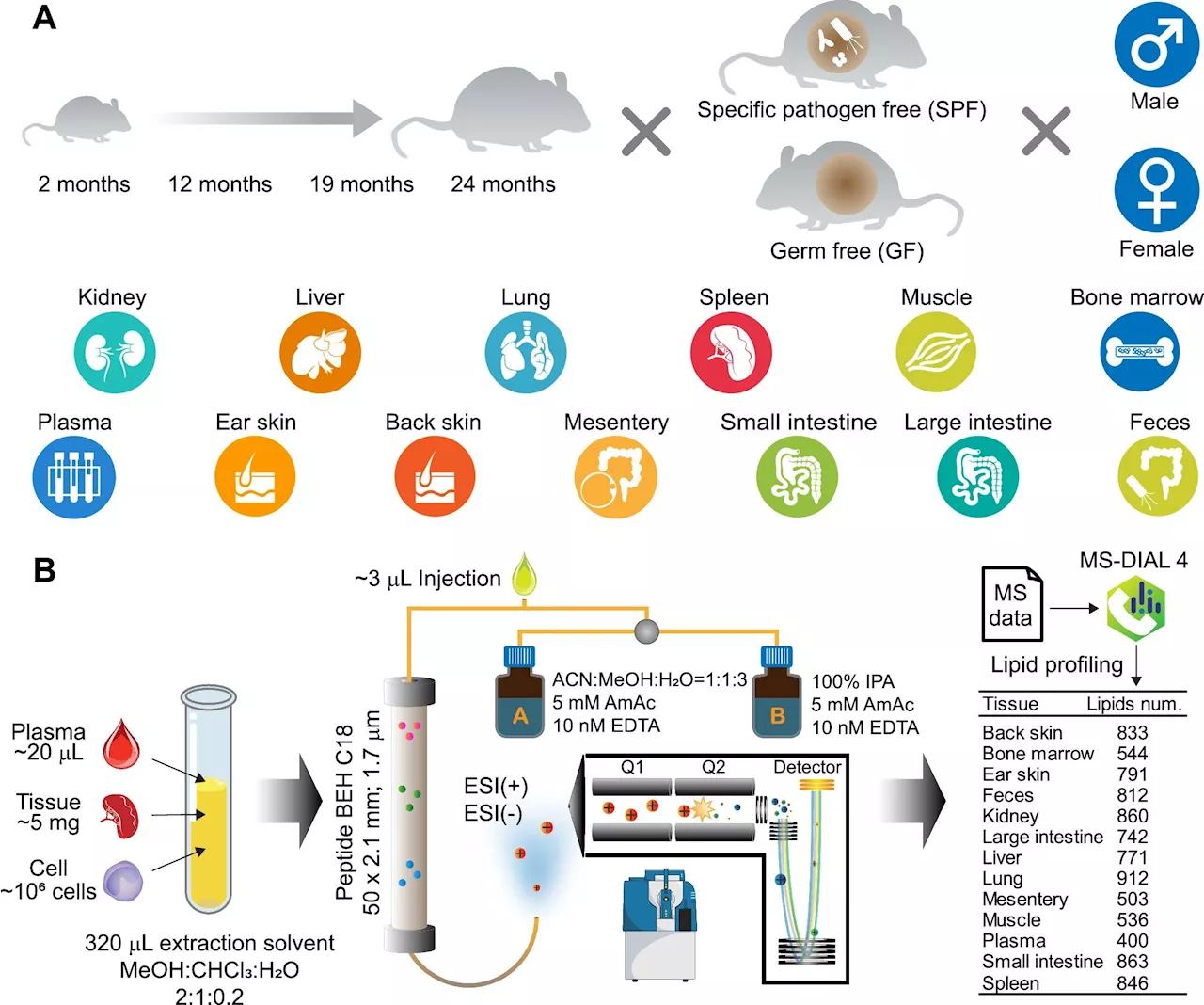 Cracking the aging code: Insights into lipid changes