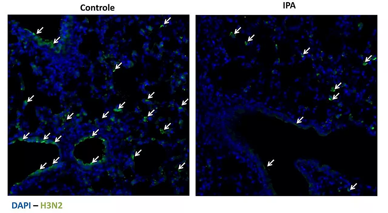 Molecule produced in gut can have protective effect against flu, study shows