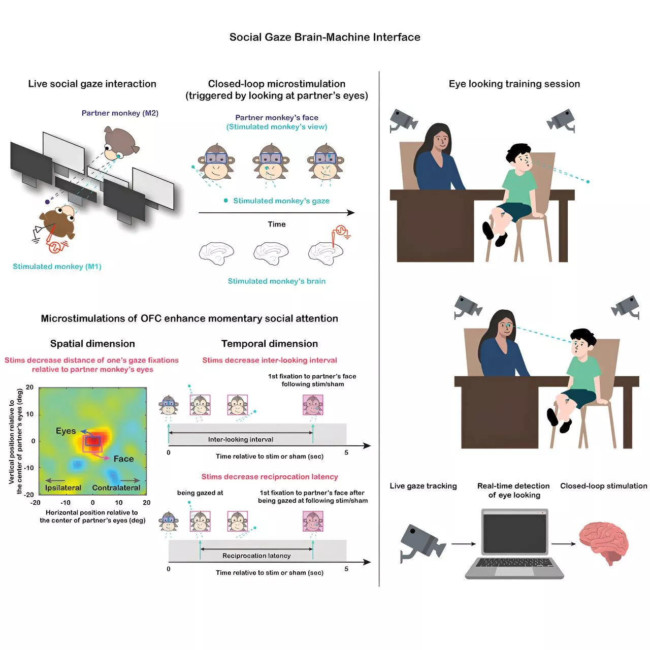More than meets the eye: Understanding how the brain controls social gaze