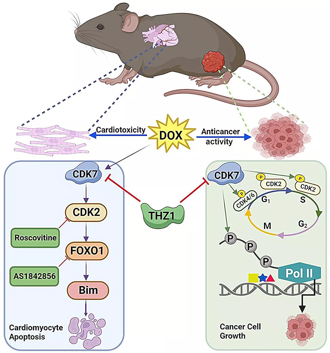 Protein discovery could help prevent cancer treatment-related heart damage