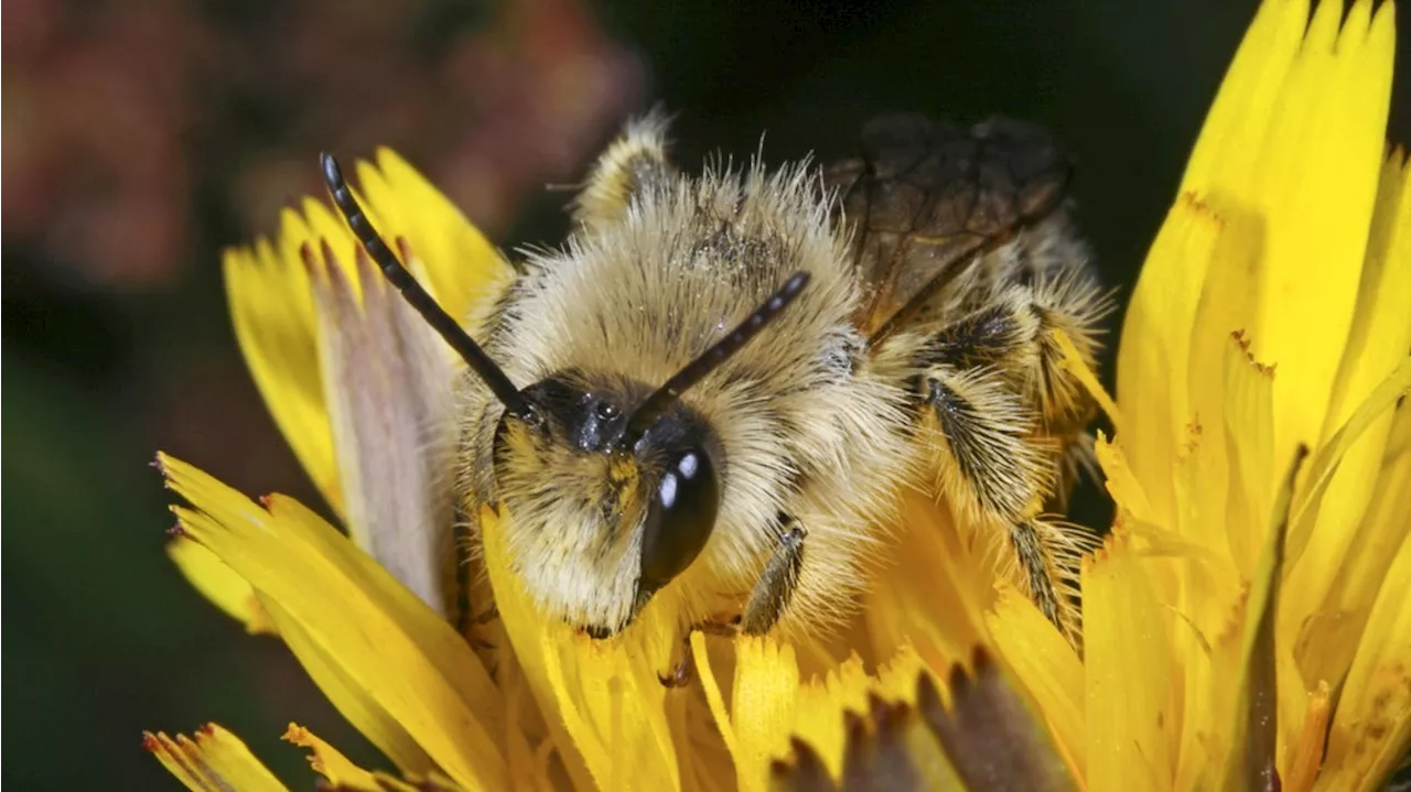 Insektensterben: Wildbienen und Heuschrecken bedroht