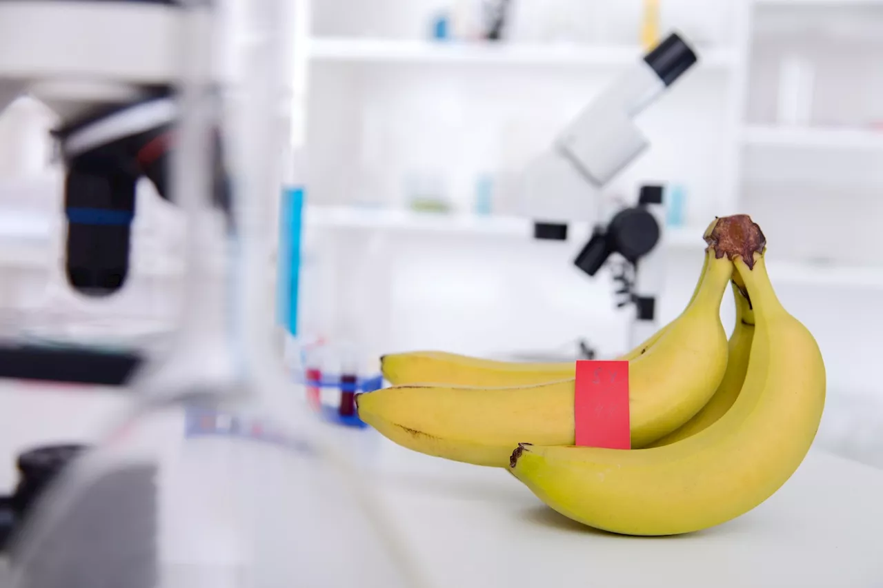 The role of banana lectin in mitigating inflammatory bowel disease