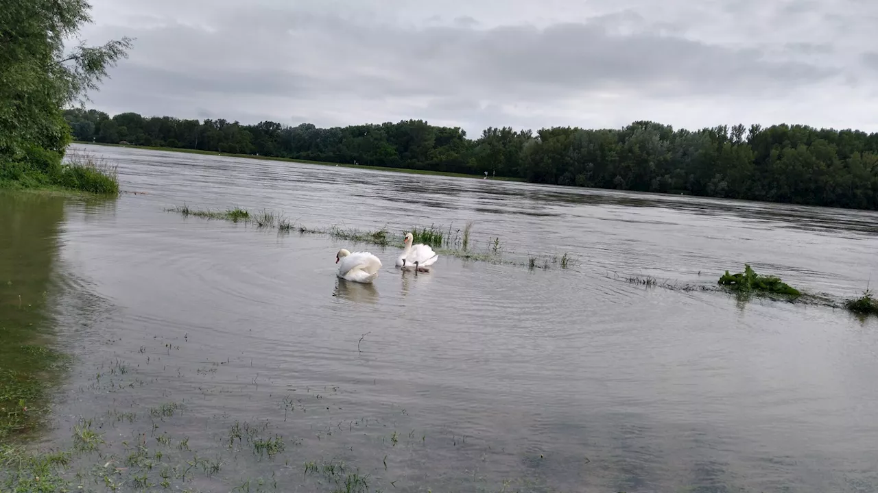 Donau in Klosterneuburg steigt: Maximum für Dienstagnacht erwartet