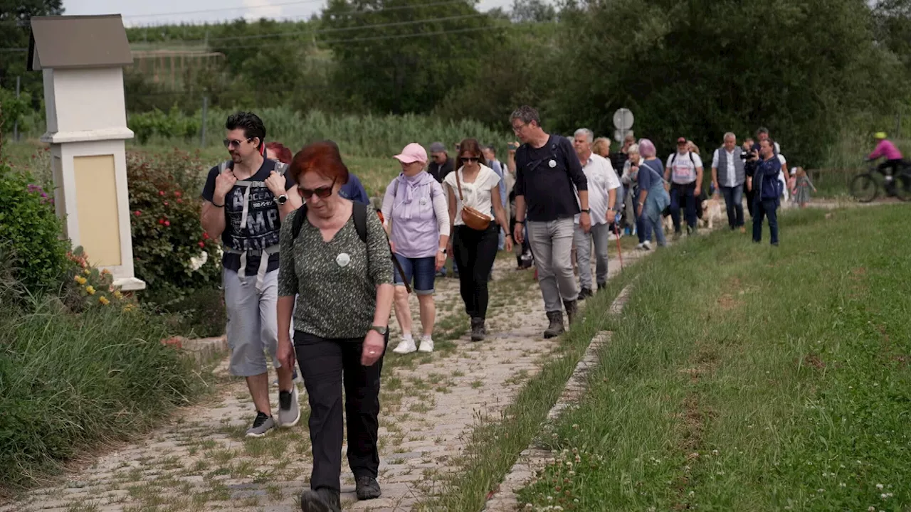 Weinblütenwanderung in Guntramsdorf