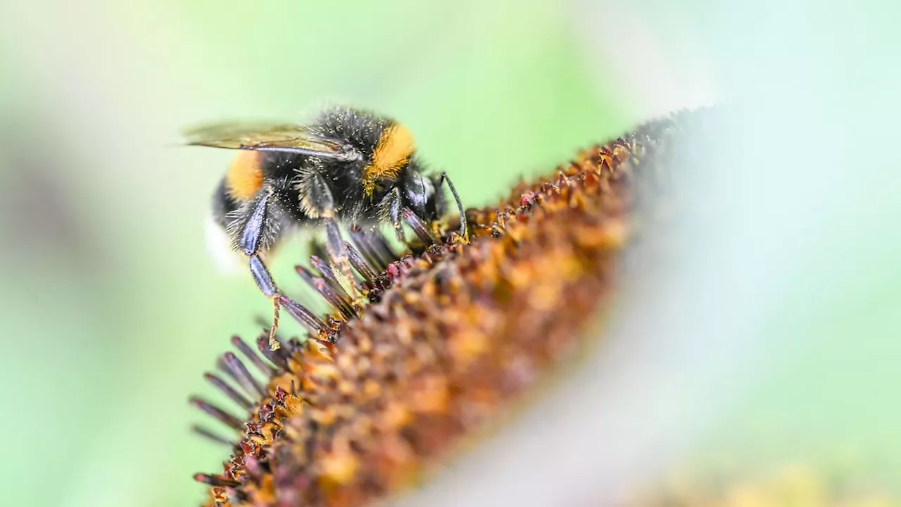 Niedersachsen & Bremen: Ministerium: Niedersachsen droht großes Insektensterben