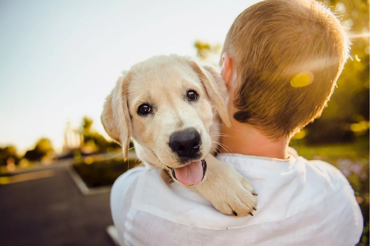 Are pet dogs and cats the weak link in bird flu surveillance?