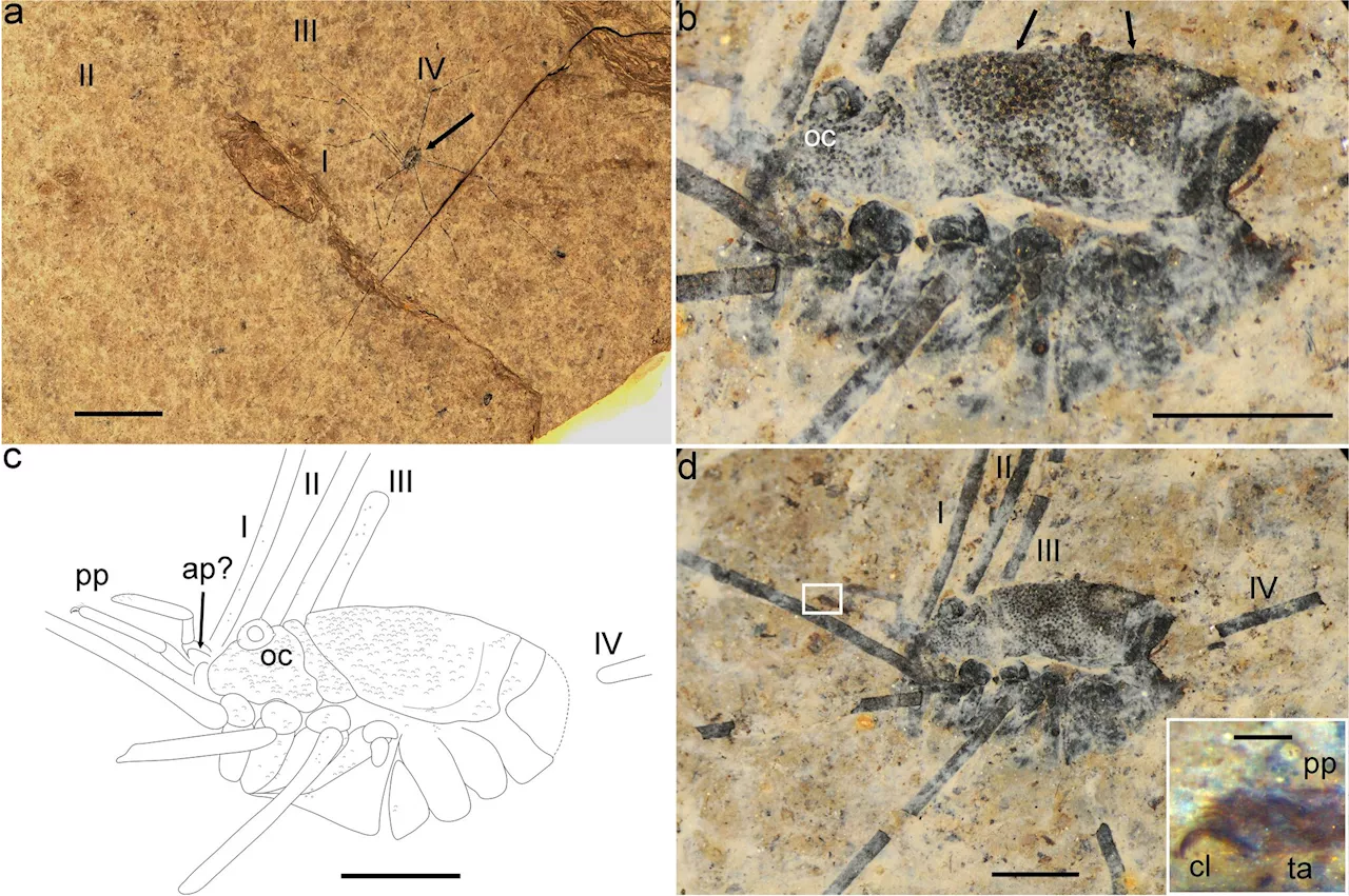 Discovery of 48-million-year-old daddy longlegs with their iridescent, metallic appearance intact