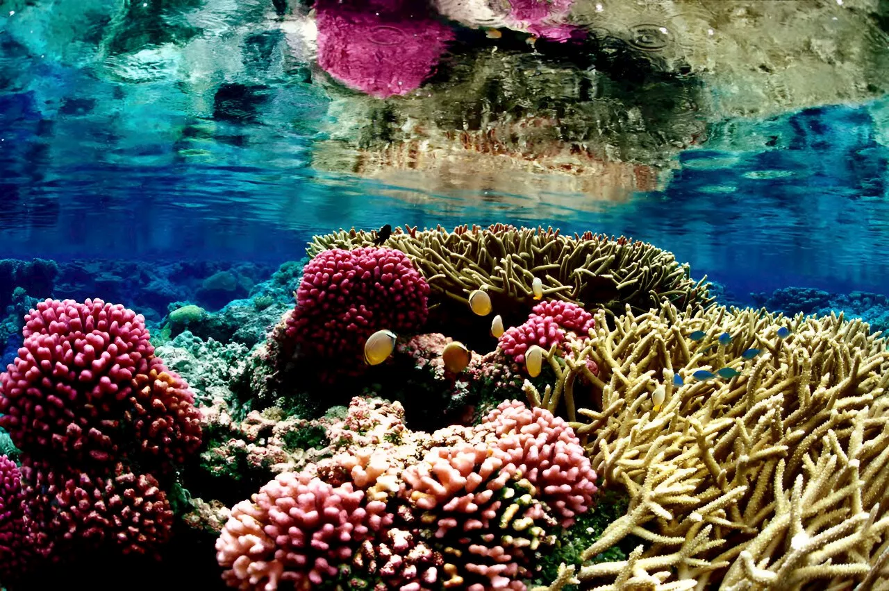 'Life in the ocean touches everyone': US rolls out first national ocean biodiversity strategy