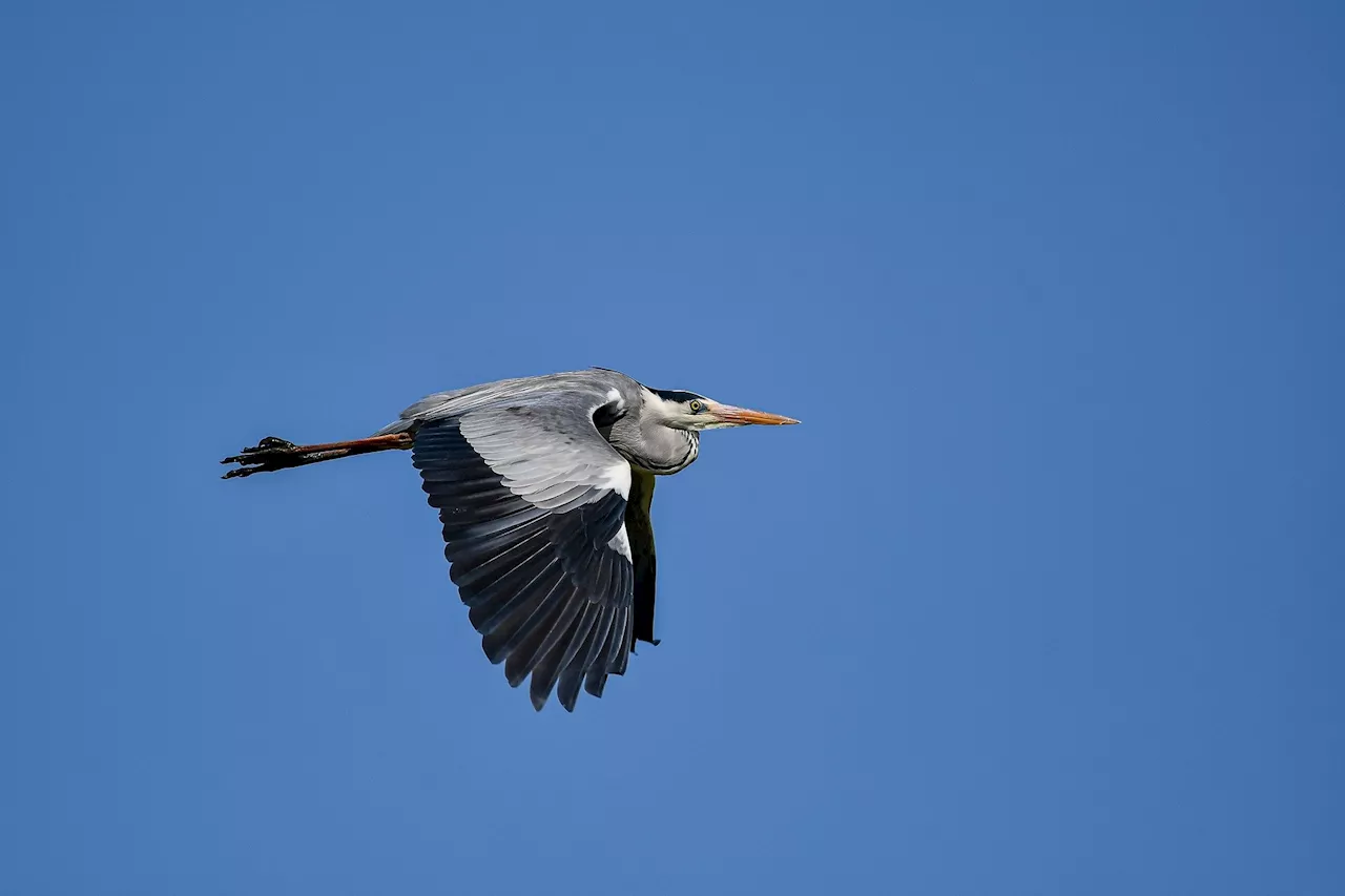 Neighborhoods see a larger disparity in wildlife in Chicago than other cities, study shows