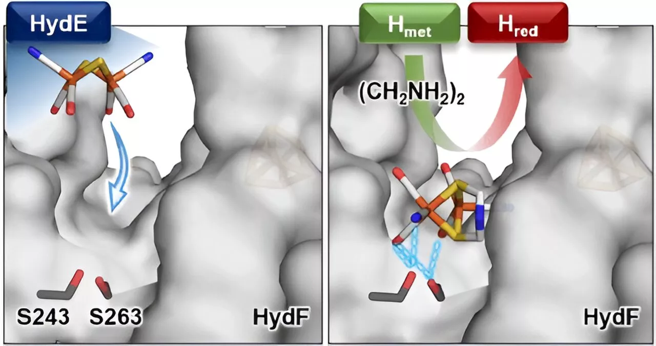 Scientists identify crucial detail essential for the production of hydrogen from algae enzymes