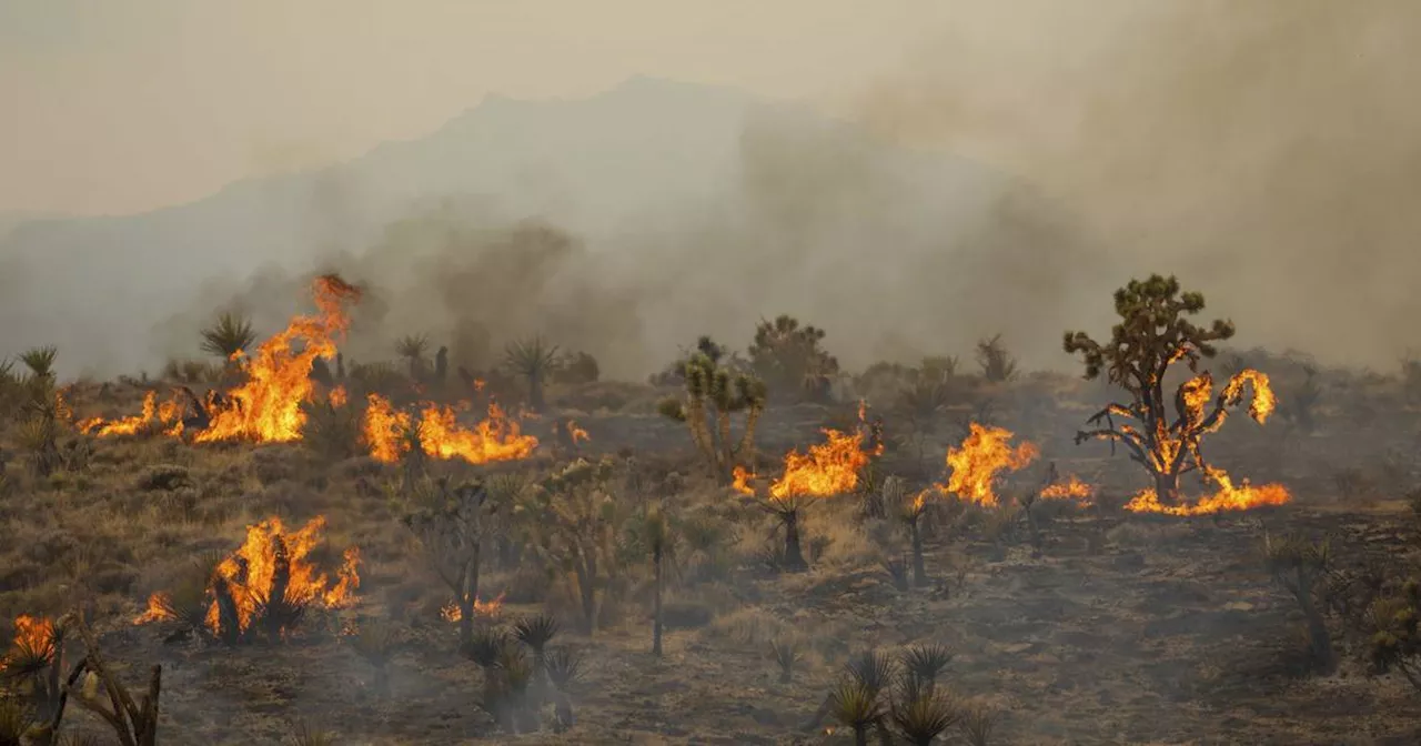 Florida: Feuerwehr kämpft gegen Waldbrand und findet Leiche​