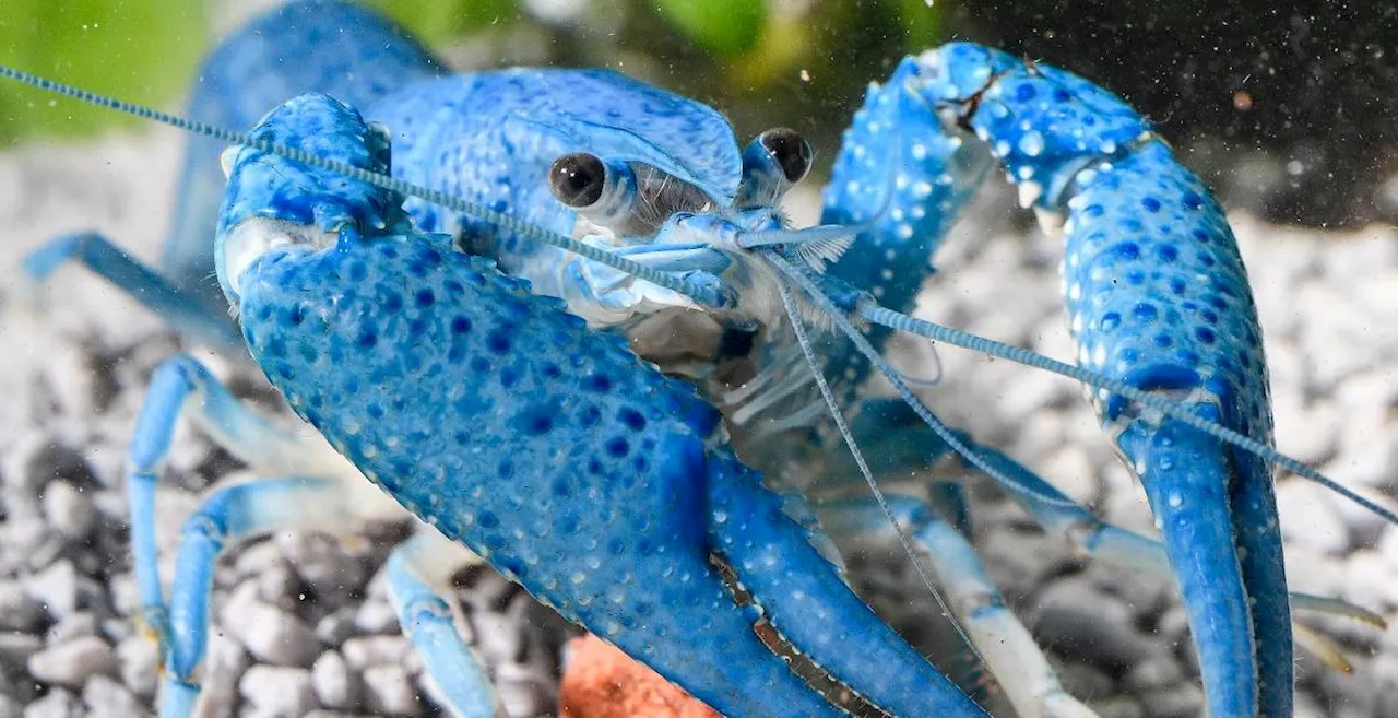 Wie Man Krabben und Garnelen in einem Aquarium halten kann