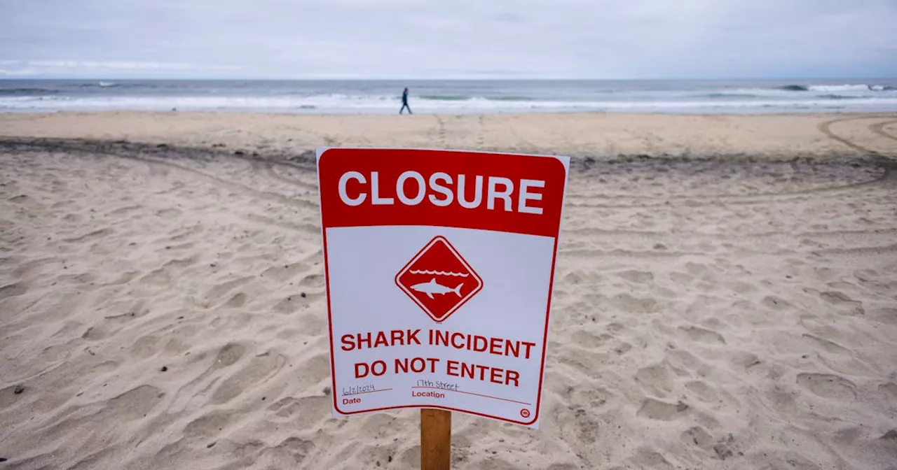 Shark experts investigate attack on swimmer near San Diego