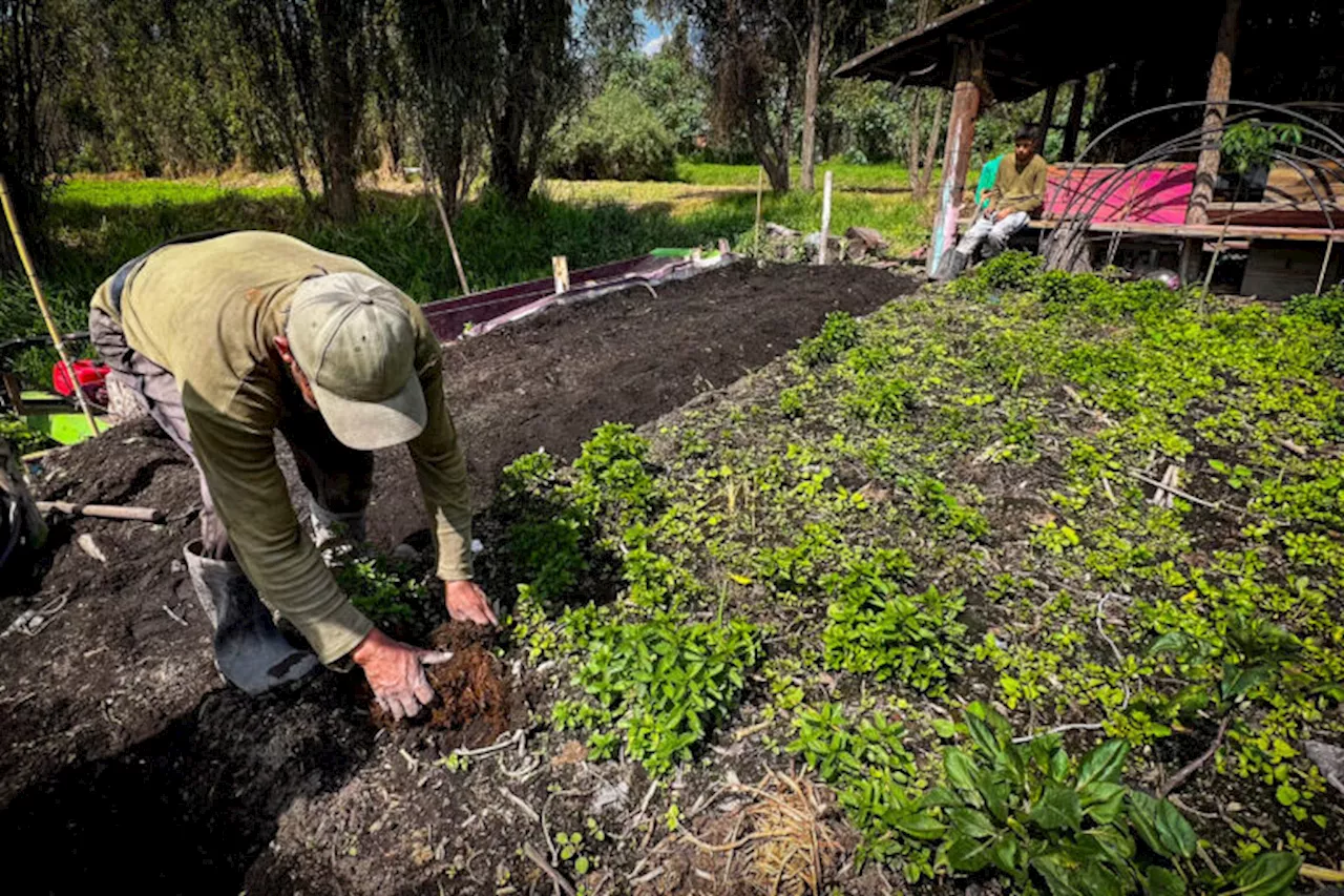 Scientists and farmers restore Aztec-era floating farms that house axolotls