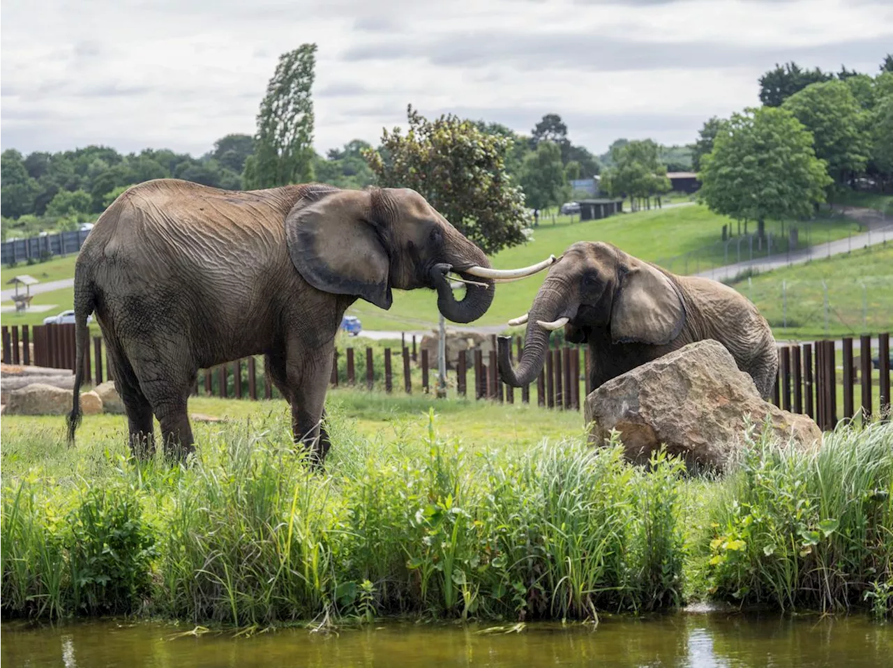 Meet the two new African elephants who have just arrived at West Midlands Safari Park