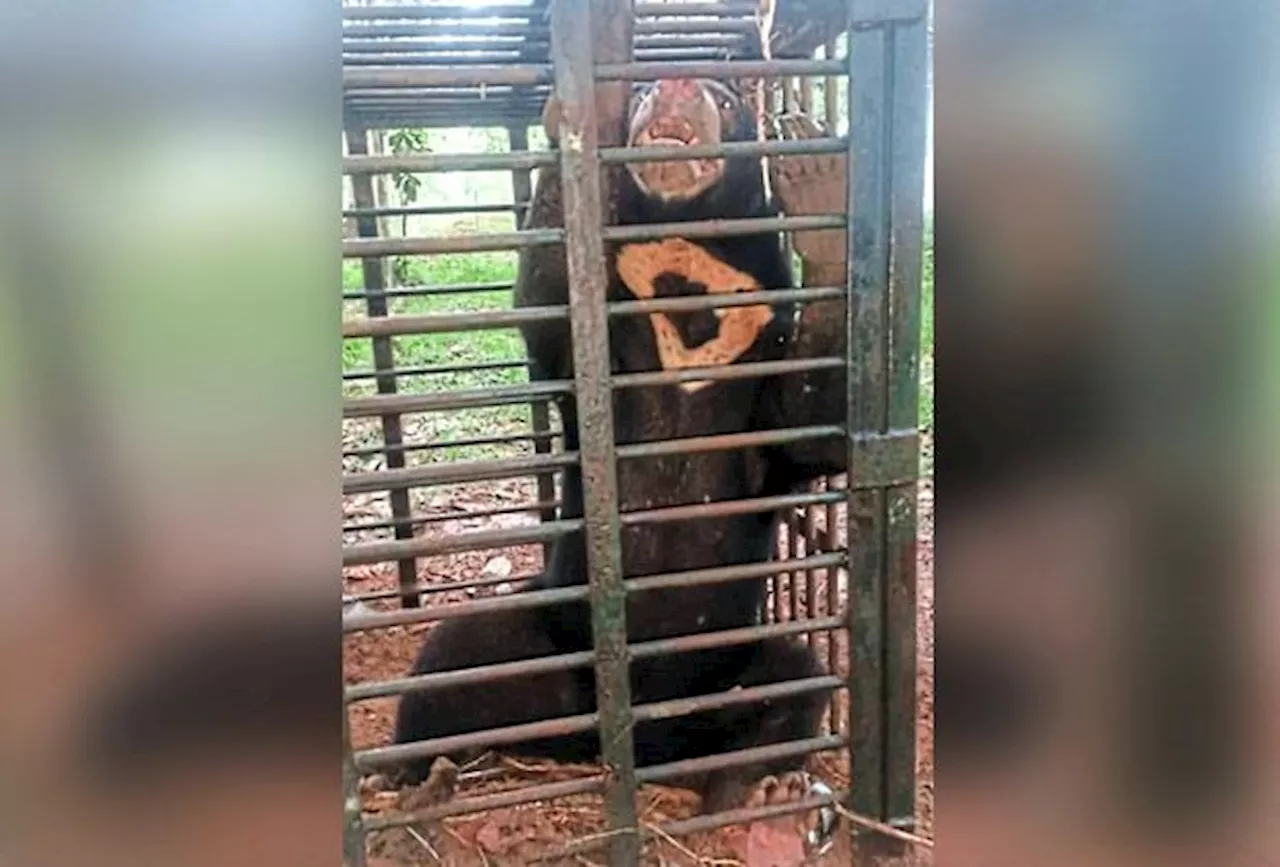 Courting sun bear falls for Perhilitan trap